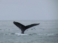 Whale Watching 2015