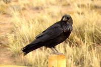 American Crow