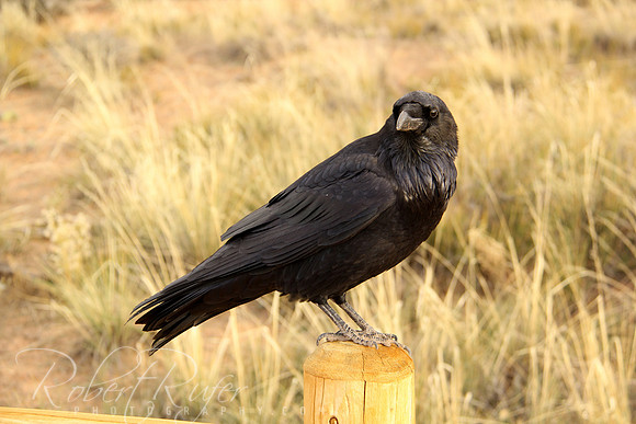American Crow