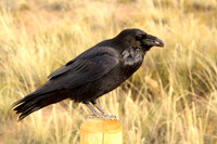 American Crow