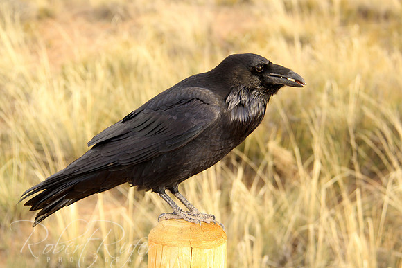 American Crow