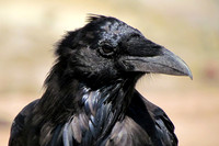 American Crow