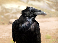 American Crow
