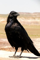 American crow