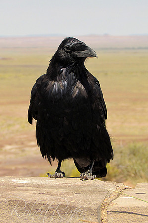 American Crow