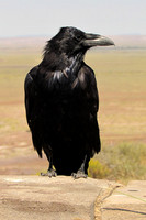 American Crow
