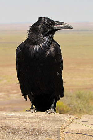 American Crow