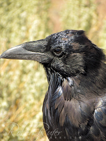 American Crow