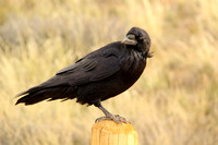 American Crow
