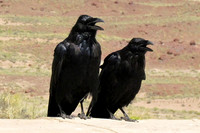 American Crow