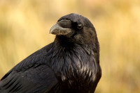 American Crow