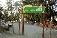 Monarch Butterfly Grove 2014
